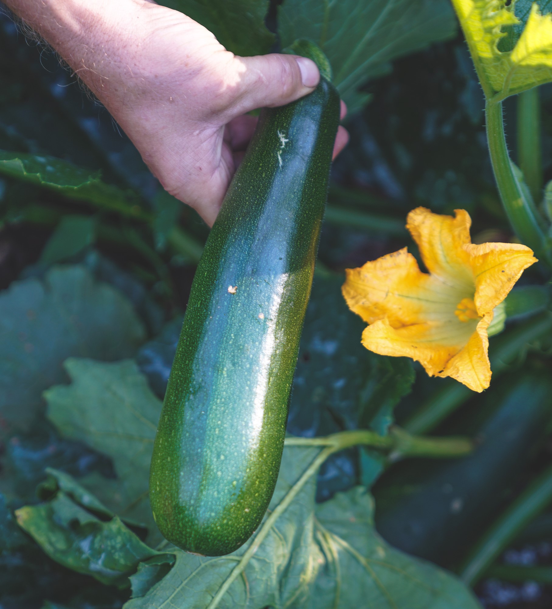 Zucchini